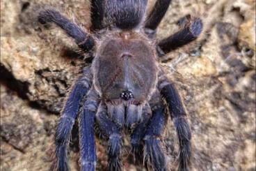 Vogelspinnen kaufen und verkaufen Foto: Biete Chilobrachys sp. Laos Brown Forest 