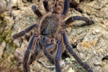 - bird spiders kaufen und verkaufen Photo: Biete Cyriopagopus longipes 