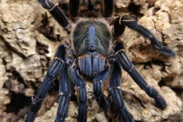 - bird spiders kaufen und verkaufen Photo: Biete Cyriopagopus vonwirthi 