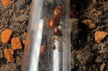 Insekten kaufen und verkaufen Foto: Hamm/Versand: Camponotus CA02 & Camponotus castaneus 