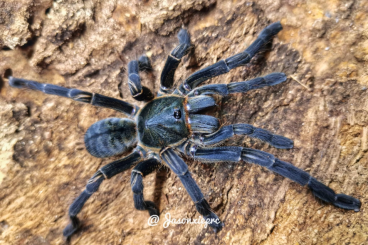 - bird spiders kaufen und verkaufen Photo: Zuchtüberschuss für Hamm 