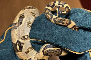 Boas kaufen und verkaufen Photo: Biete Pärchen BCL CB2023 Hamm