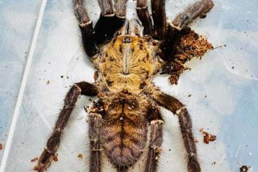 - bird spiders kaufen und verkaufen Photo: ENZ Ornithoctoninae sp. Mindanao Oriental 