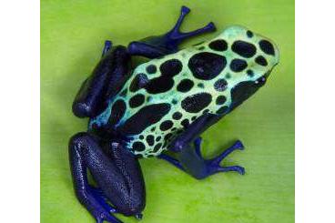 Frösche  kaufen und verkaufen Foto: Dendrobates tinctorius, leucomelas, Epipedobates anthonyi