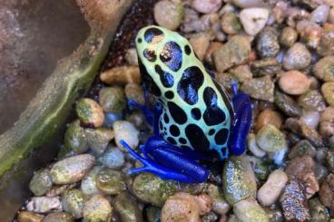 frogs kaufen und verkaufen Photo: D. tinctorius Sipaliwini Green, E. anthonyi