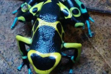frogs kaufen und verkaufen Photo: Dendrobates tinctorius Sipaliwini Green, D. leucomelas Cerro Autana 