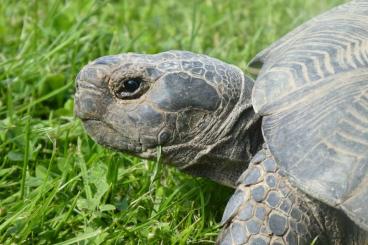 Tortoises kaufen und verkaufen Photo: Breitrandschildkröte (Testudo marginata), Zuchtpaar