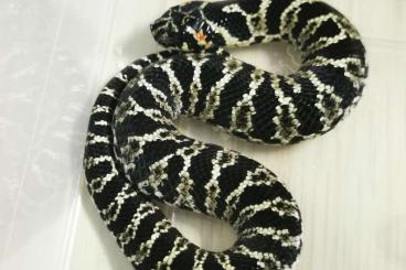 Snakes kaufen und verkaufen Photo: Rare, Xenodon dorbignyi CB2024