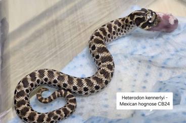 Snakes kaufen und verkaufen Photo: Heterodon kennerly and nasicus 2024