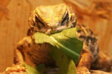 Andere Agamen kaufen und verkaufen Foto: Looking for female adult Uromastyx geyri