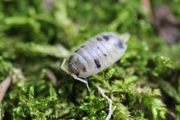 Zubehör kaufen und verkaufen Foto: Pandaassel Porcellio Laevis "Panda" eigene Nachzucht