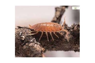 Zubehör kaufen und verkaufen Foto: Porcellionides pruinosus "Kubanische Asseln orange"