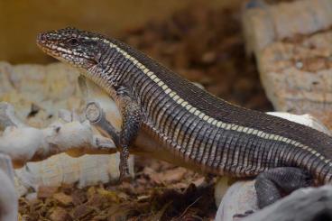 Lizards kaufen und verkaufen Photo: Looking for Matobosaurus validus