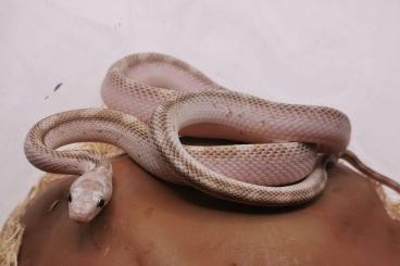 Snakes kaufen und verkaufen Photo: Pantherophis obsoletus white sided rusty 1.0 CB2023