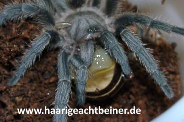 - bird spiders kaufen und verkaufen Photo: Für Selbstabholer in Kreischa bei Dresden oder Versand