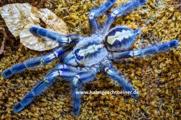 - bird spiders kaufen und verkaufen Photo: Für Selbstabholer in Kreischa bei Dresden,Versand