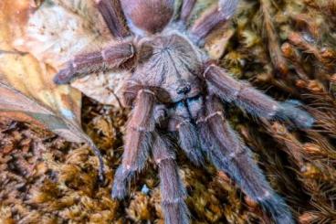 - bird spiders kaufen und verkaufen Photo: Für Selbstabholer in Kreischa bei Dresden,Versand