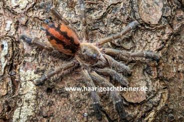 Vogelspinnen kaufen und verkaufen Foto: Für Selbstabholer in Kreischa bei Dresden,Versand