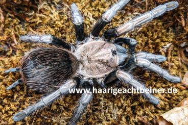 Spiders and Scorpions kaufen und verkaufen Photo: Für Selbstabholer in Kreischa bei Dresden oder