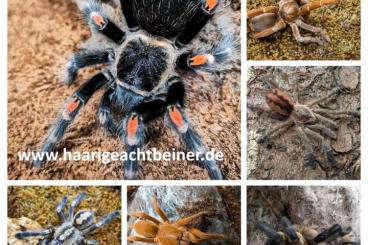 - bird spiders kaufen und verkaufen Photo: Für Selbstabholer in Kreischa bei Dresden oder Expressversand