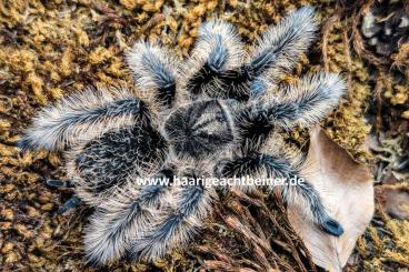 Spiders and Scorpions kaufen und verkaufen Photo: Für Selbstabholer in Kreischa bei Dresden oder Expressversand