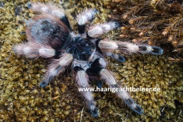 - bird spiders kaufen und verkaufen Photo: Für Selbstabholer in Kreischa bei Dresden