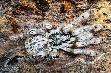 - bird spiders kaufen und verkaufen Photo: Für Selbstabholer in Kreischa bei Dresden