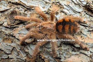 - bird spiders kaufen und verkaufen Photo: Für Selbstabholer in Kreischa bei Dresden