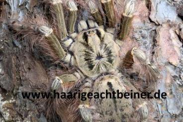 - bird spiders kaufen und verkaufen Photo: Für Selbstabholer in Kreischa bei Dresden oder Versand - bird spiders kaufen und verkaufen Photo: Für Selbstabholer in Kreischa bei Dresden oder Versand