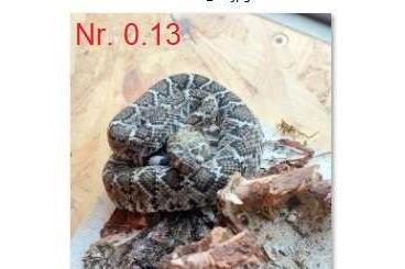 Giftschlangen kaufen und verkaufen Foto: Abgabe:  Crotalus atrox NZ 2024