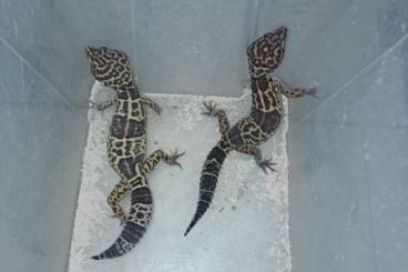 Geckos kaufen und verkaufen Photo: Hamm 9/2024 - lizzards available