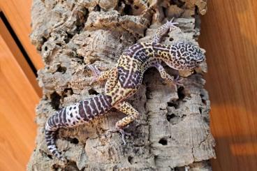 Geckos kaufen und verkaufen Photo: Hamm 09/24 _ lizzarda available