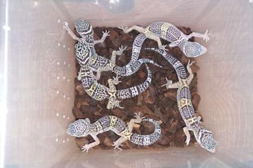 Geckos kaufen und verkaufen Foto: Captive breed GECKOS for Hamm 