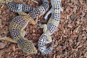 Geckos kaufen und verkaufen Photo: Eublepharis satpuraensis for Hamm 2023