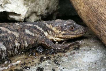 Lizards kaufen und verkaufen Photo: Looking for Hamm: Xenosaurus, Cnemaspis and Abronia deppii