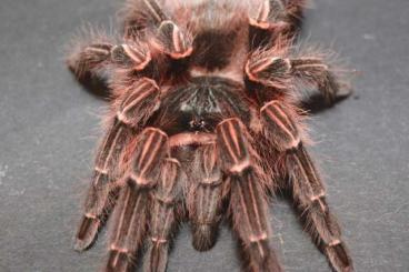 - bird spiders kaufen und verkaufen Photo: Cyriopagopus, Ornithoctonus, Poecilotheria, Tapinauchenius