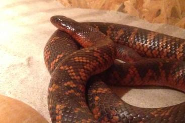 Venomous snakes kaufen und verkaufen Photo: Pseudechis colletti, Sistrurus catenatus 