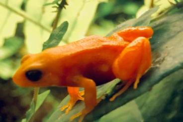 frogs kaufen und verkaufen Photo: Looking for diverse frog species for Hamm 