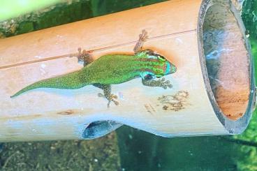 Geckos kaufen und verkaufen Foto: Looking for a male phelsuma inexpectata 