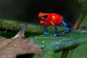 Poison dart frogs kaufen und verkaufen Photo: Suche Oophaga pumilio (typographica) “Blue jeans” 