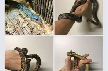 Snakes kaufen und verkaufen Photo: BLUE E.prasinus / E.climacophora / E.sauromates / L.alterna