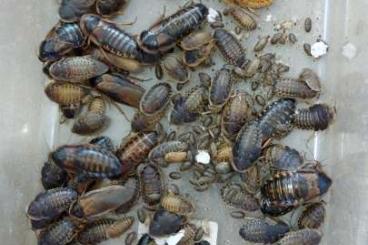 Feeder animals kaufen und verkaufen Photo: Argentinische Schabe Blaptica dubia 