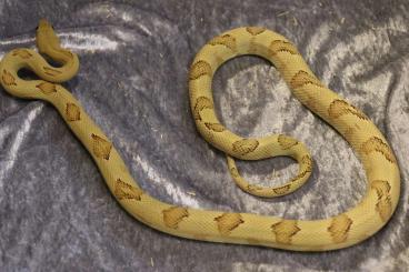 Schlangen kaufen und verkaufen Foto: Bogertophis subocularis    