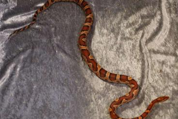 Snakes kaufen und verkaufen Photo: Pantherophis guttatus                   