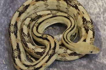 Snakes kaufen und verkaufen Photo: Bogertophis subocularis         