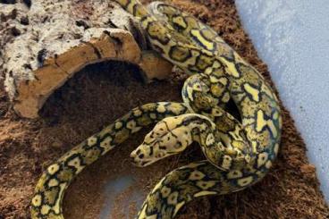 Pythons kaufen und verkaufen Foto: Malayopython Reticulatus , Python Reticulatus , Netzpython , Retic 