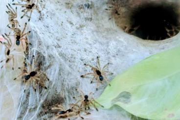 - bird spiders kaufen und verkaufen Photo: Diverse Vogelspinnen aus Hobbyzucht abzugeben