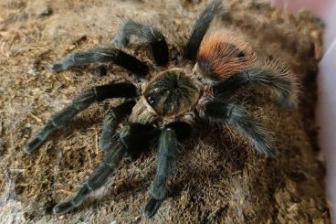 - bird spiders kaufen und verkaufen Photo: 1,0 Tliltocatl vagans / adult / RH 10-24