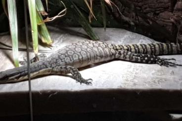 Warane kaufen und verkaufen Foto: Verkaufe einen Varanus Glauerti 1.0