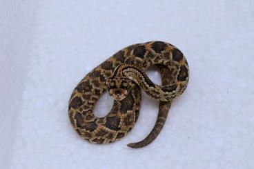 Giftschlangen kaufen und verkaufen Foto: Crotalus unicolor CB 2024